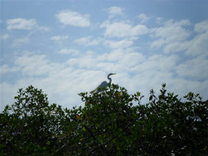 Egret.JPG