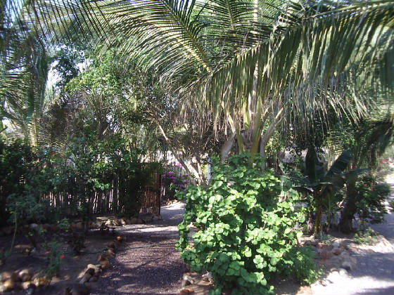 Garden1.jpg