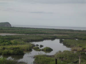 webassets/Estuary1.jpg